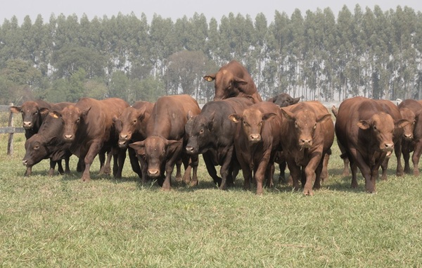 Bangor remata toros, vaquillas preñadas y terneros de Don Pedro, este sábado
