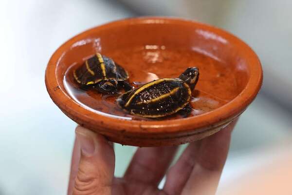 Nacen en Francia dos tortugas en peligro de extinción, un avance para su conservación - Ciencia - ABC Color