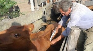 Diario HOY | Inicia campaña de vacunación contra aftosa y brucelosis