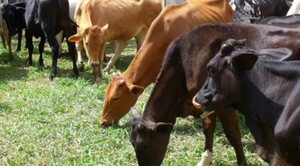 Diario HOY | Tratarán erradicación de fiebre aftosa en Paraguay