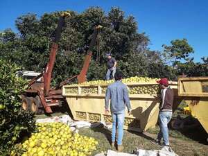 Exportación de pomelo: productor ayolense pide ampliar posibilidad de envío al mercado argentino - Nacionales - ABC Color