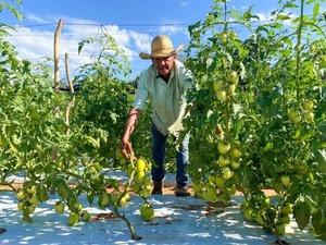 Existosa cosecha en San Pedro demuestra éxito del plan de producción de tomate durante todo el año - ADN Digital