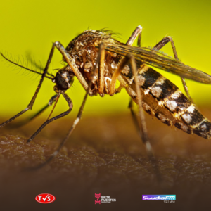 Alerta por dengue: casi 1.000 casos sospechosos en tres semanas en Paraguay - «TVS DIGITAL»
