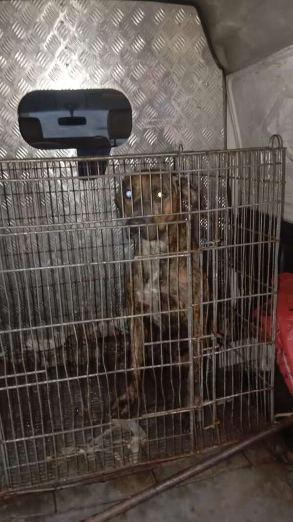 Dan arresto domiciliario a dueño de pitbull “asesino” - Policiales - ABC Color