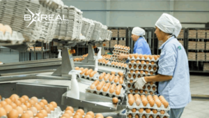 Paraguay concretó la exportación de huevos a Singapur | Unicanal
