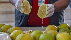 Productores celebran envío de pomelos a la Argentina