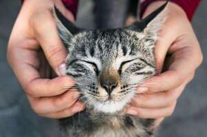Cómo mejorar el vínculo con tu gato: cinco claves para una relación más cercana - Mascotas - ABC Color