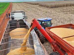 Planta de biocombustibles en Canindeyú: inversión demandará medio millón de toneladas de maíz - Economía - ABC Color