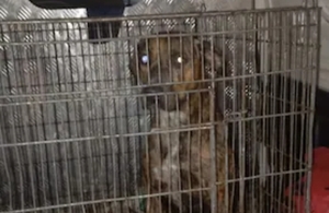 Dan arresto domiciliario a dueño de pitbull “asesino” - Noticiero Paraguay