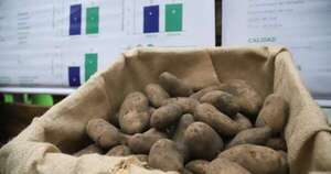 Diario HOY | Inicia cultivo de papa 2025: proyectan cosechar 9 millones de kilos