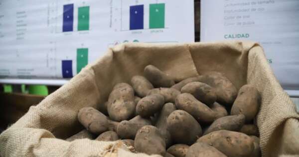 Diario HOY | Inicia cultivo de papa 2025: proyectan cosechar 9 millones de kilos