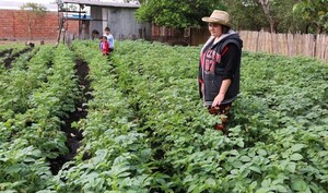 El gobierno instó a producir papas en Paraguay para no depender
