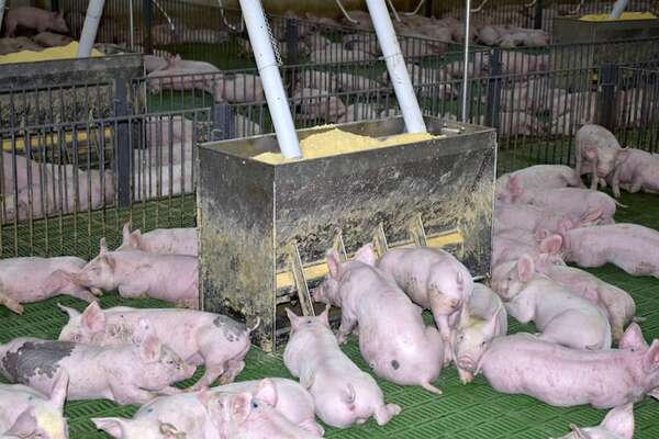 Arancel cero para carne porcina, “una victoria que tomó 30 años” - ABC Rural - ABC Color