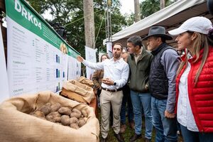 Gobierno impulsa expansión de cultivo de papa nacional para reducir importaciones