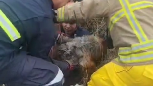 Bomberos rescatan de un pozo a perro que estaba desaparecido desde hace un año