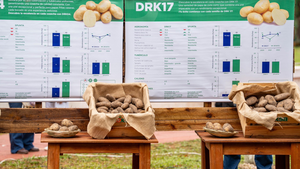 El Gobierno de Paraguay destinará USD 1,6 millones para expandir el cultivo de papa