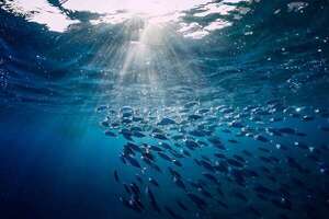 Día Mundial de los Océanos: innovación y compromiso para salvar el mar - Ciencia - ABC Color