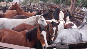 Refugios para animales “jubilados” acoge a 2.000 caballos y 820 perros