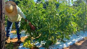 Productor de tomate en Hugua’i Ypajere asegura el rendimiento de 7 kilos por planta