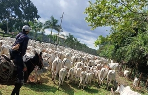Yby Yaú: Policía Nacional recupera unas 500 cabezas de ganado hurtadas de estancia de Lalo Gomes - Noticiero Paraguay