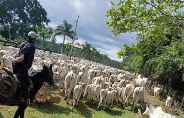 Yby Yaú: Policía Nacional recupera unas 500 cabezas de ganado hurtadas de estancia de Lalo Gomes - Noticiero Paraguay