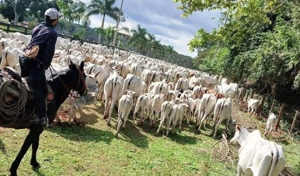 Recuperan 500 cabezas de ganado que habían sido robadas de estancia de «Lalo» Gomes