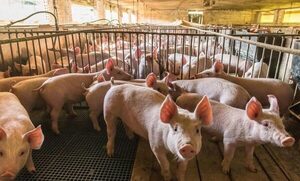 Paraguay podría duplicar empleos en cadena porcina tras arancel cero con Taiwán