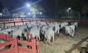 Policía recupera 500 cabezas de ganado hurtadas de la estancia de Lalo Gomes – Prensa 5
