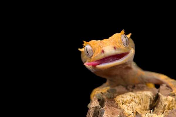 Temperatura, luz y humedad: lo que todo tutor de reptiles debe entender - Mascotas - ABC Color