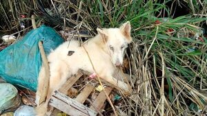 Como basura la tiraron, pero Artemisa no se rindió