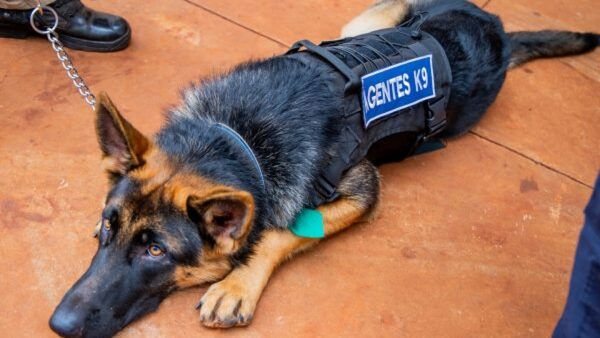 Unidad canina será implementada en cárcel de Minga Guazú para mejorar la seguridad