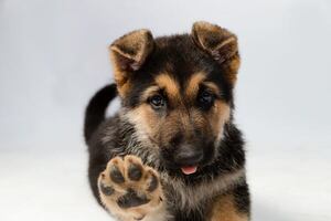 Perros que parecen entenderte: cinco razas con inteligencia emocional fuera de serie - Mascotas - ABC Color