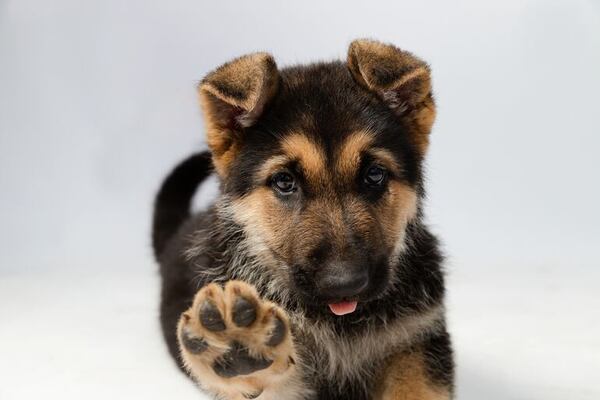 Perros que parecen entenderte: cinco razas con inteligencia emocional fuera de serie - Mascotas - ABC Color