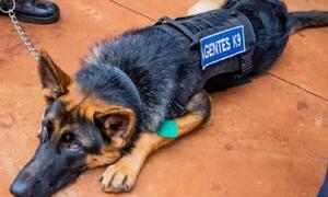 Unidad canina será implementada en cárcel de Minga Guazú para mejorar la seguridad – Prensa 5