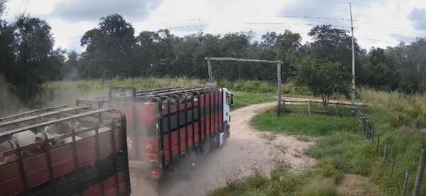 Alto Paraguay: logran sacar primera carga de vacunos para frigorífico, tras 66 días de aislamiento - Noticias del Chaco - ABC Color