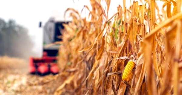 La Nación / Sector agrícola: sin daños por el frío y con buena humedad de cara al invierno, reporta UGP