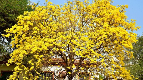 Pretenden llenar de tajy amarillo en lugares emblemáticos de Ñeembucú