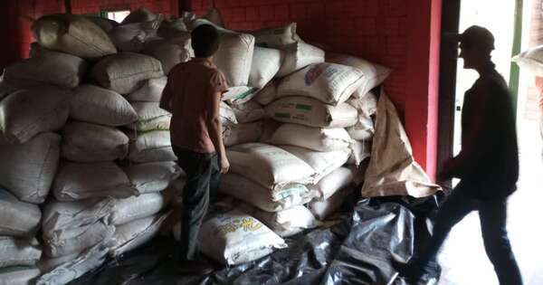 La Nación / Productores de Caazapá concretan venta conjunta de más de 10.000 kilos de maíz locro