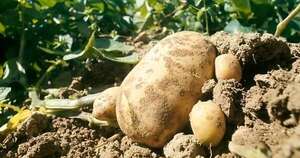 La Nación / Área de cultivo de papa creció 80 %