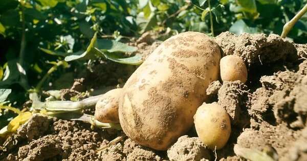 La Nación / Área de cultivo de papa creció 80 %