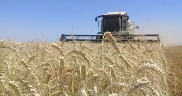 El trigo a julio de la Bolsa de Chicago bajó 11 centavos