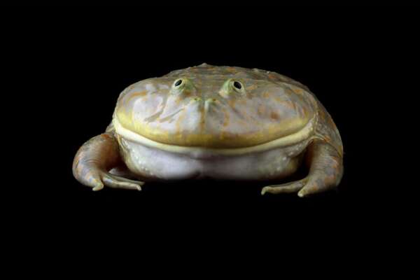 La rana carnívora que gruñe: así es el comportamiento agresivo del Lepidobatrachus laevis - Ciencia - ABC Color