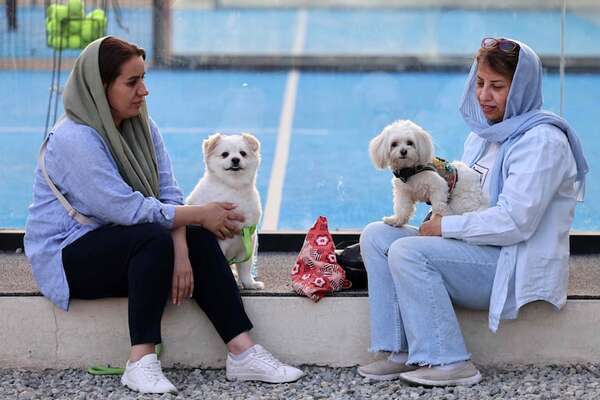 Irán prohíbe pasear perros en la vía pública en al menos 17 ciudades - Mascotas - ABC Color