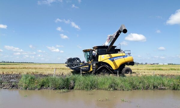 Suspenden por 5 años nuevas declaraciones de impacto ambiental para cultivo de arroz en cuenca del Tebicuary
