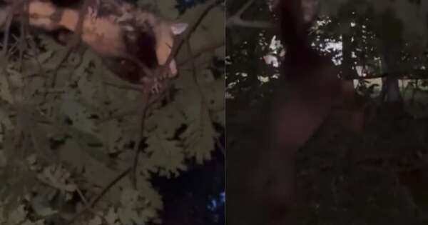 La Nación / Crueldad animal: joven hizo que su perro ataque a un mykure y lo viralizó en redes