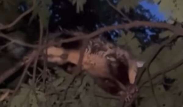 Esto dice Defensa Animal sobre el mykurẽ asesinado en Luque - Nacionales - ABC Color