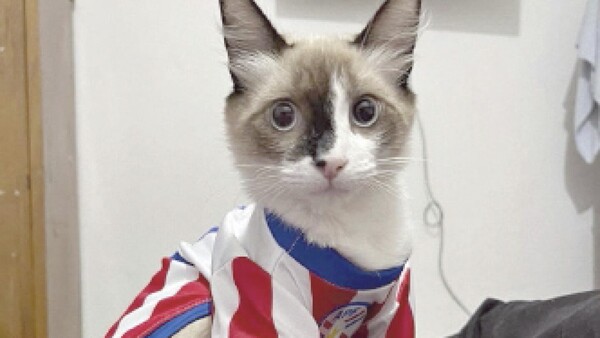 Hasta las mascotas alientan a la Albirroja