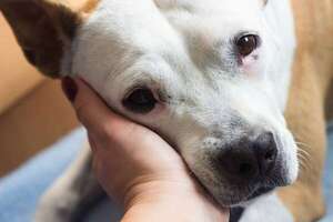¿Perros con demencia?: señales del síndrome cognitivo canino que no debés ignorar - Mascotas - ABC Color