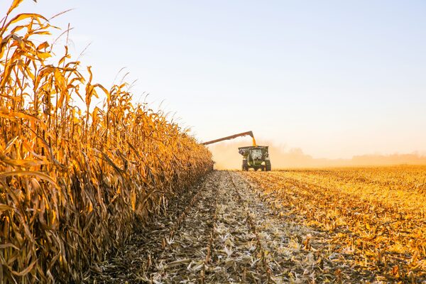 Comercialización lenta de maíz por caída de precios: el productor recibe hasta US$ 30 menos por tonelada