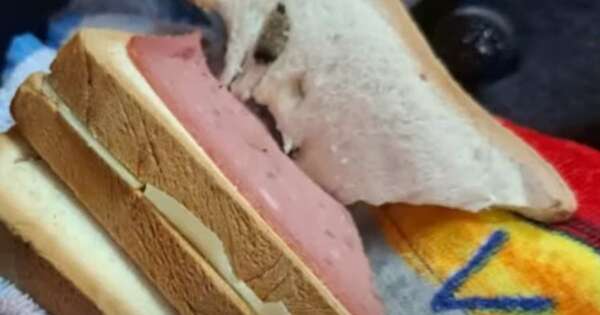 Diario HOY | Maestra vio algo algo raro en el sándwich de una niña de 4 años